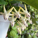 Hoya multiflora, 3 Cuttings