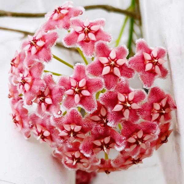 Hoya pubicalyx 'Pink Dragon', 5 Cuttings