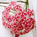 Hoya pubicalyx 'Pink Dragon', 5 Cuttings