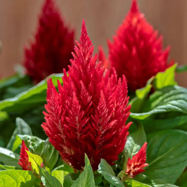 Hezhichun Red Feathered Cockscomb Seeds, 1g