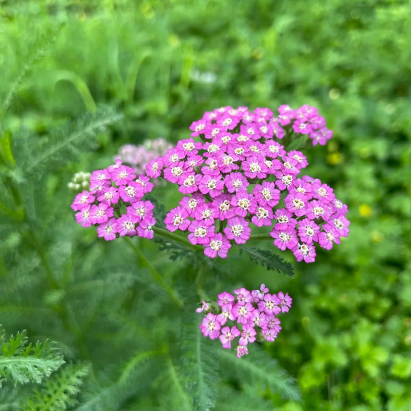 Pink Yarrow, 500 Seeds