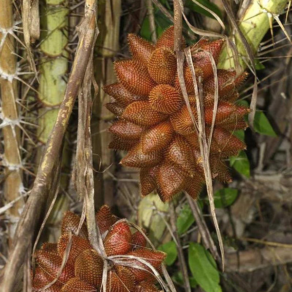 Salak Palm, 5 Seeds