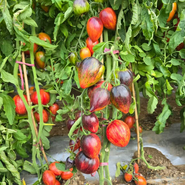 1041 Strawberry Falls Mystery Tomato, 5 Seeds