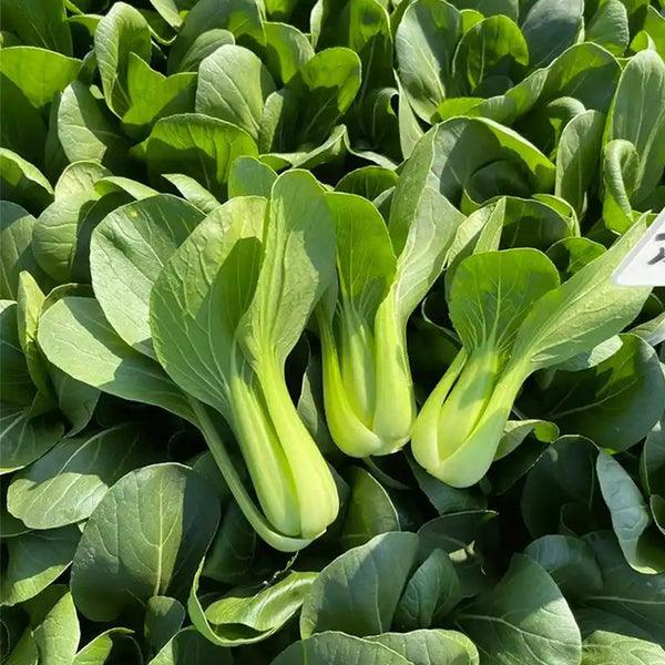 'Jinmei 22' Pak Choi Seeds, 10g