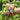 Dongsheng Baby Turnip Seeds, 10g