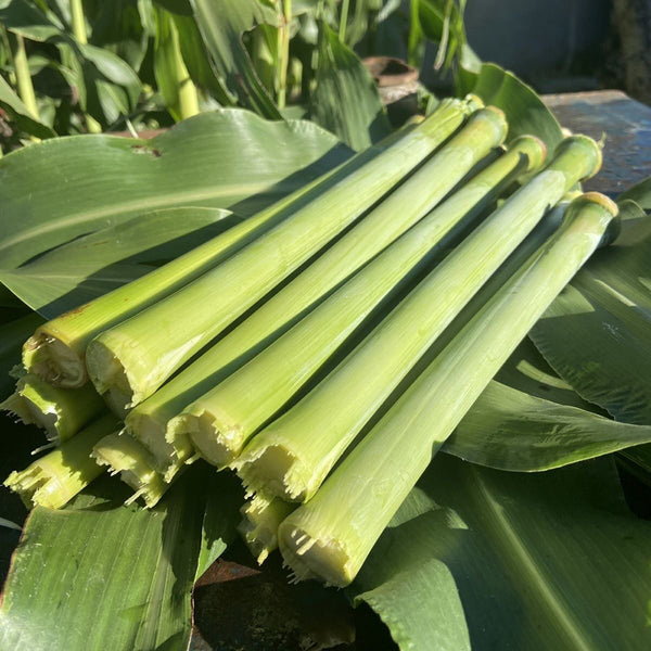 Traditional Sweet Sorghum Seeds, 10g