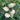 White Baby Pumpkin Seeds, 5 Seeds