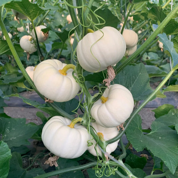 White Baby Pumpkin Seeds, 5 Seeds