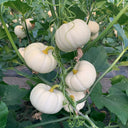 White Baby Pumpkin Seeds, 5 Seeds