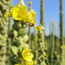 Mullein Seeds, 200 Seeds