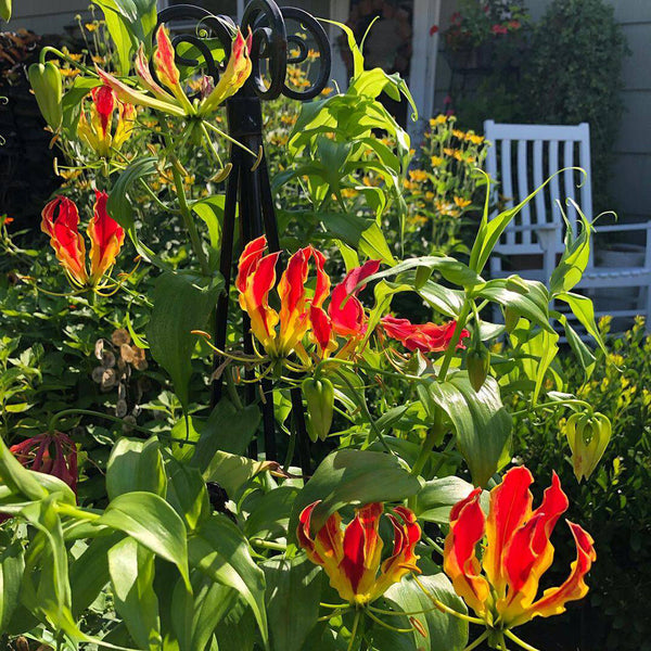 Mixed Color Gloriosa Lily, 2 Bulbs (Random Color)