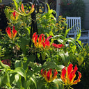 Mixed Color Gloriosa Lily, 2 Bulbs (Random Color)