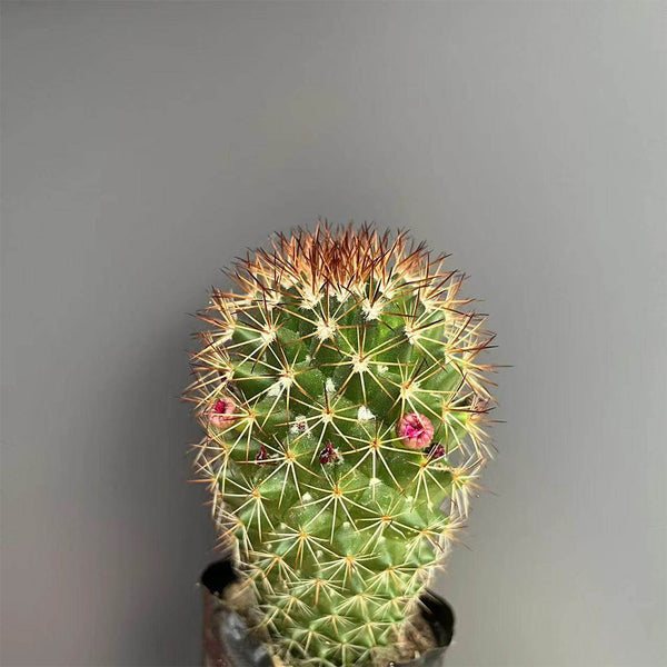 Mammillaria spinosissima, 4-5cm