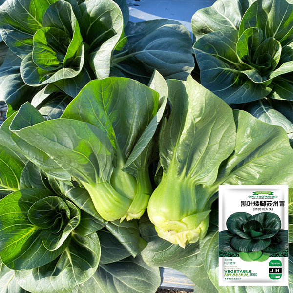 'Suzhou Green' Black-leaf Dwarf Bok Choy Seeds, 5g