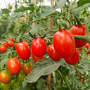 Red Saint Cherry Tomato, 100 Seeds