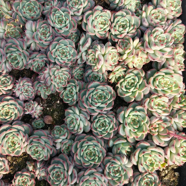 Echeveria cv. 'Starlight Jenny', 2pcs x 1-head
