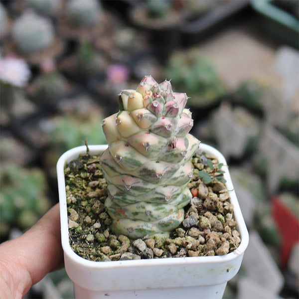 Monadenium ritchiei var. nyambense 'Variegata', 4-5cm