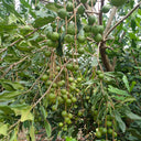 Macadamia Nut, 10 Seeds