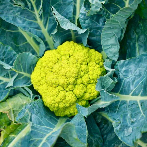 Green Cauliflower, 10 Seeds