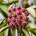Hoya kentiana 'Variegata', 3 Cuttings