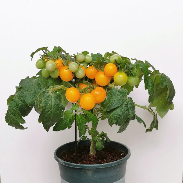Potted Dwarf Yellow Tomato, 100 Seeds