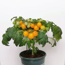 Potted Dwarf Yellow Tomato, 100 Seeds