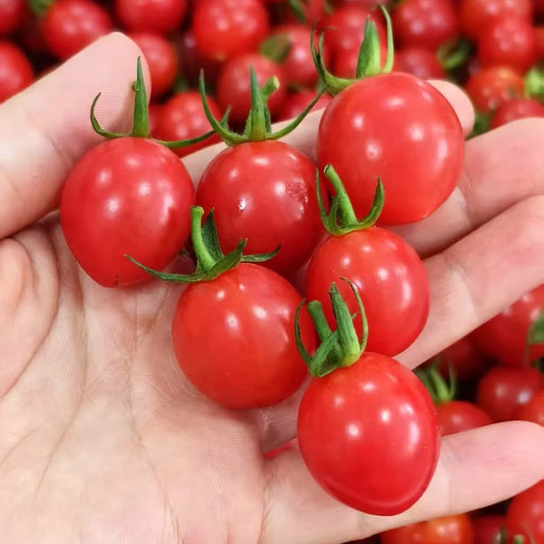 Fen Meina Cherry Tomato, 200 Seeds