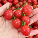 Fen Meina Cherry Tomato, 200 Seeds