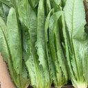 All-Season Youmai Cai Seeds, 10g
