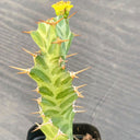 Euphorbia virosa, 7-8cm