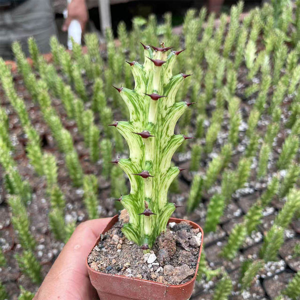 Euphorbia trigona 'Variegata', 7-8cm