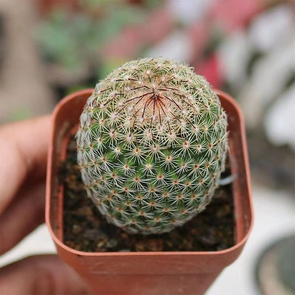 Mammillaria matudae, 3-4cm