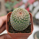 Mammillaria matudae, 3-4cm
