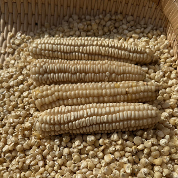 'White Horse Tooth' Corn, 50 Seeds