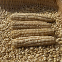 'White Horse Tooth' Corn, 50 Seeds