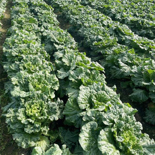 'Jinqi No.5' Chinese Cabbage Seeds, 5g