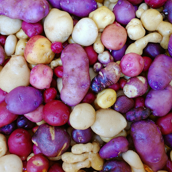 True Potato Seeds (TPS), Chiar Choque Pitu (Solanum curtilobum), 4 Seeds