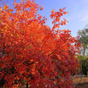 Smoke Tree Seeds, 10 Grams ≈ 80 Seeds