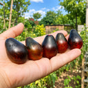 406 Exstrime Buch Tomato, 5 Seeds