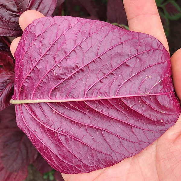 All-Red Round-Leaf Amaranth Seeds, 10g