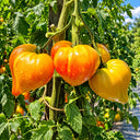 532 Minusinsk Orange Elephant Tomato, 5 Seeds