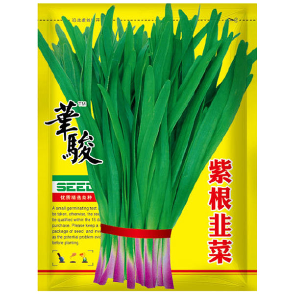 HUAJUN Purple-rooted Chinese Chives Seeds, 5 × 5g Bags