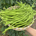 Qingcui No.2 Cowpea Seeds, 200g