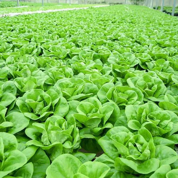 Silken Butter Lettuce Seeds, 2g