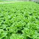 Silken Butter Lettuce Seeds, 2g