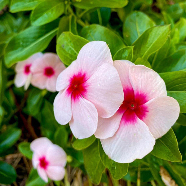 Pink Madagascar Periwinkle Seeds, 100 Seeds