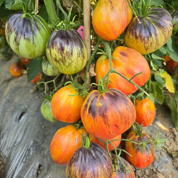 1027 Fiery Veil Tomato, 5 Seeds