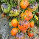 1027 Fiery Veil Tomato, 5 Seeds