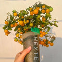 605 Eden Micro No. 5 Tomato, 5 Seeds