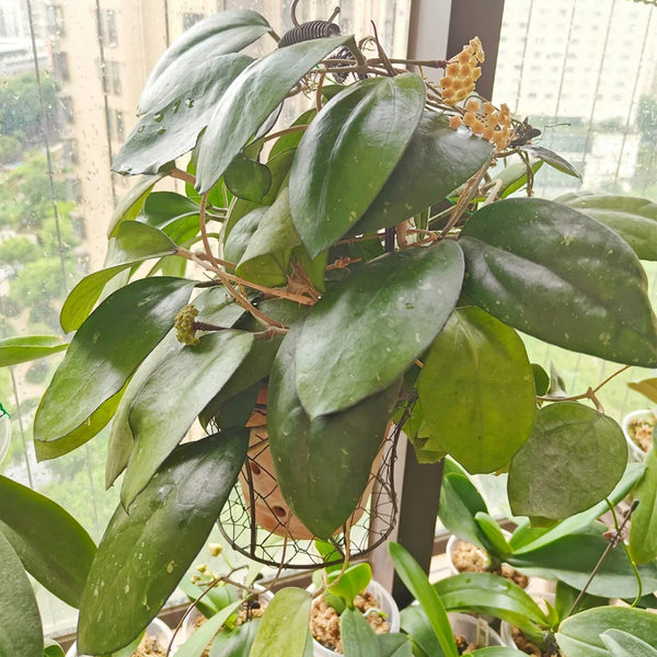Hoya vitellina, 2 Cuttings